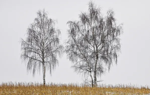 Picture grass, trees, dry, birch