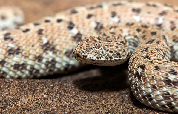 Nature, background, snake