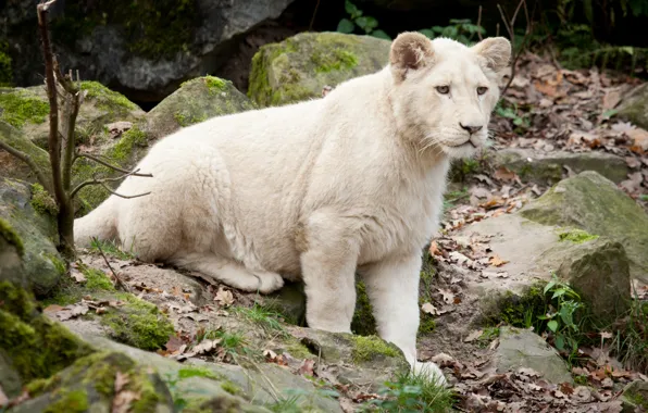 Cat, look, stones, moss, cub, kitty, lion, white lion