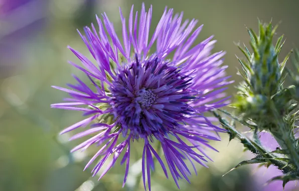 Flowers, nature, petals, weed