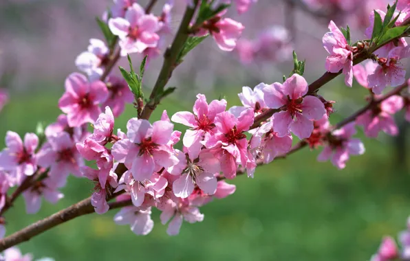 Picture macro, flowers, pink, branch, spring, apricot