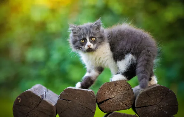 Picture look, background, fluffy, kitty, logs, Yuriy Korotun