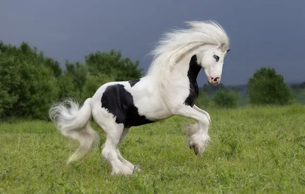 Field, the sky, grass, look, face, nature, pose, horse