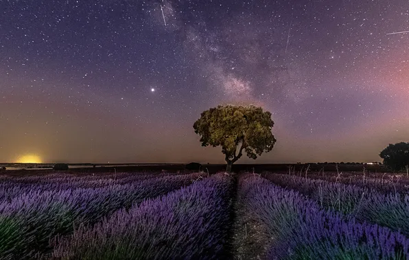 Stars, night, tree, lavender, plantation, lavender field