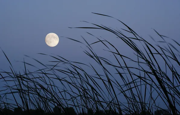 Sunset, Grass, The moon, Twilight, The full moon, Feather, Clarity