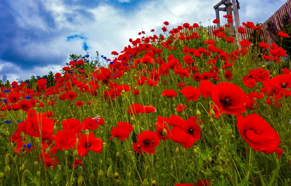 Greens, summer, the sky, clouds, flowers, blue, glade, bright