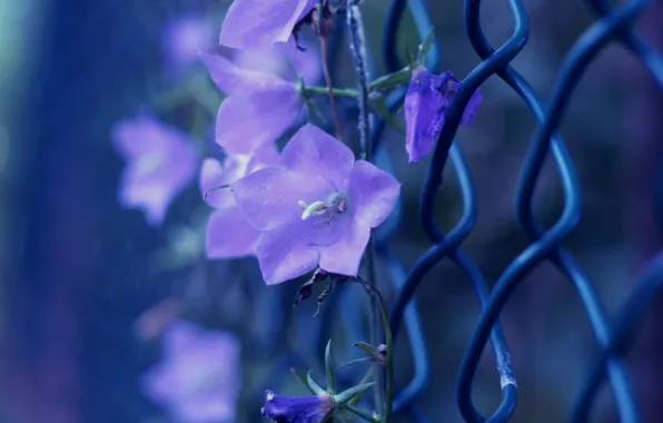 Picture purple, macro, flowers, photo, mesh, color, the fence, bells