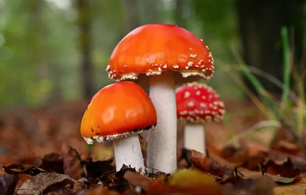 Autumn, foliage, mushrooms, mushroom, mushroom, trio, bokeh, family