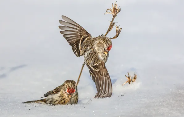 Snow, bird, wings, a couple, Common Redpoll
