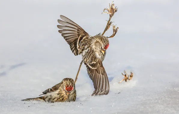 Snow, birds, wings, a couple, Common Redpoll