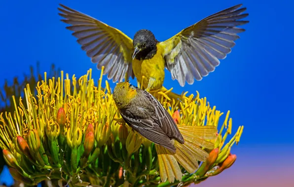 Flower, the sky, birds, nature, palm colored troupial, color trupial bullock