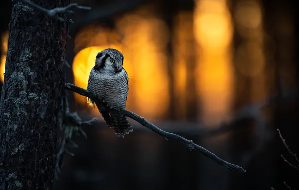 Picture nature, tree, owl, bird, branch, the evening