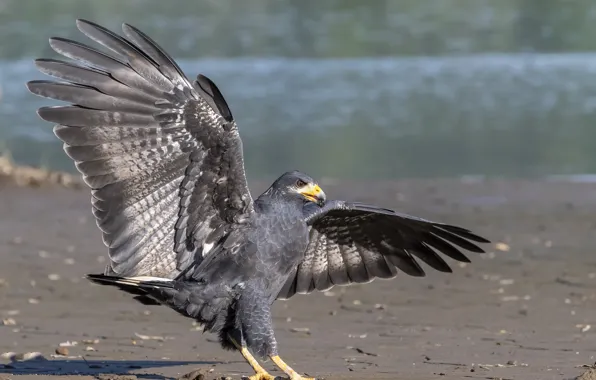 Water, nature, bird, shore, wings, hawk, the scope