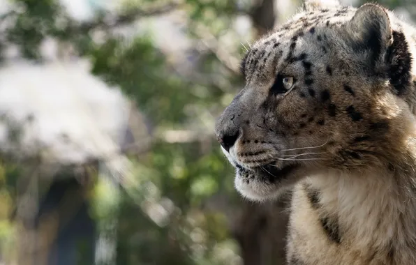 Portrait, look, background, snow leopard, face, profile, bokeh, IRBIS