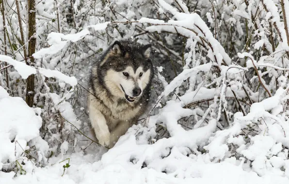 Picture winter, each, dog