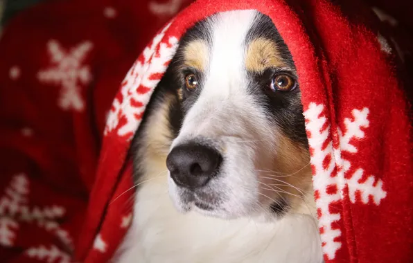 Picture winter, look, face, snowflakes, comfort, heat, portrait, dog