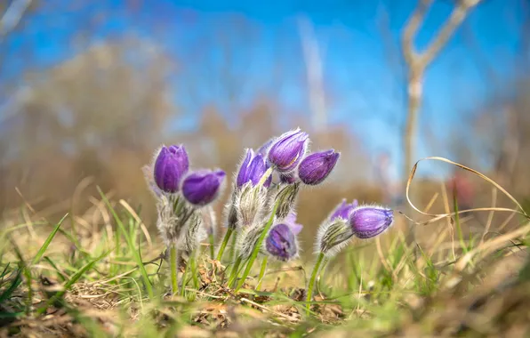 Flowers, spring, pink, lilac, anemones, cross