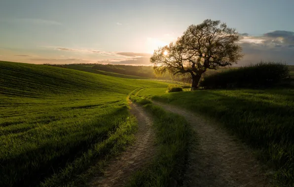 Picture road, tree, morning