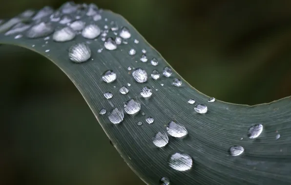 Drops, leaf, dew
