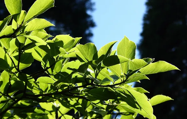 Leaves, nature, nature, leaves, macro, leag