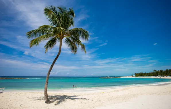 Sand, beach, palm trees, beach