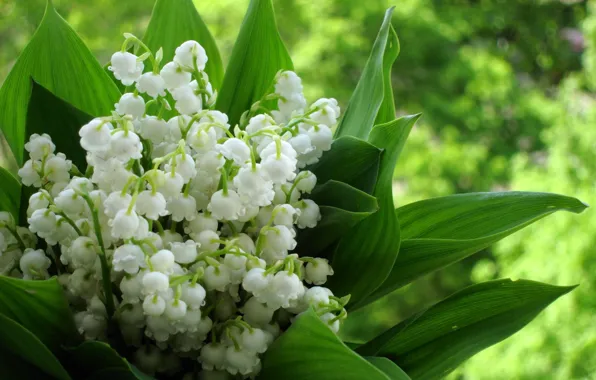 Background, bouquet, blur, lilies of the valley, spring