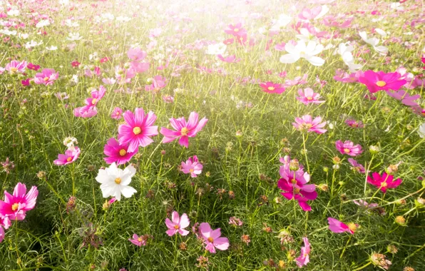 Field, summer, the sky, the sun, flowers, summer, pink, field