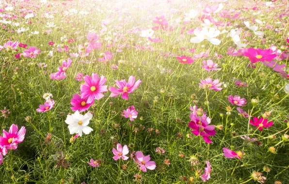 Picture field, summer, the sky, the sun, flowers, summer, pink, field