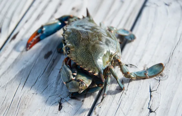 Exoskeleton, wood, crab, claws