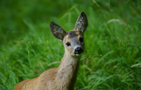 Picture grass, puppy, nature, animal, ears, Deer, muzzle