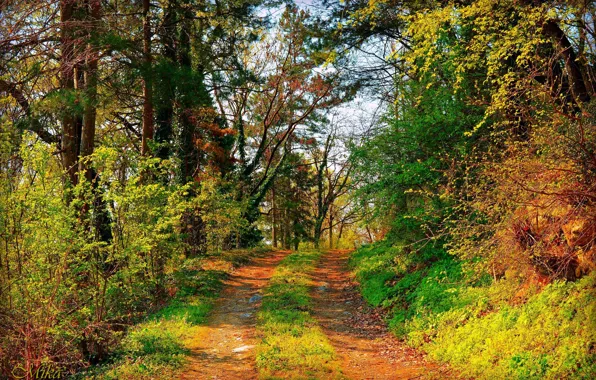 Trees, Forest, Trail, Forest, Trees