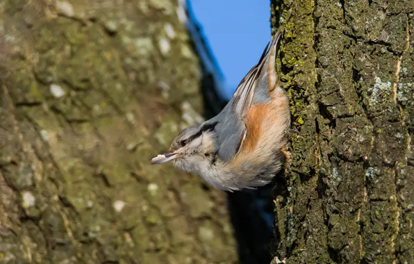 Winter, birds, nuthatch, photohunt, holds a seed