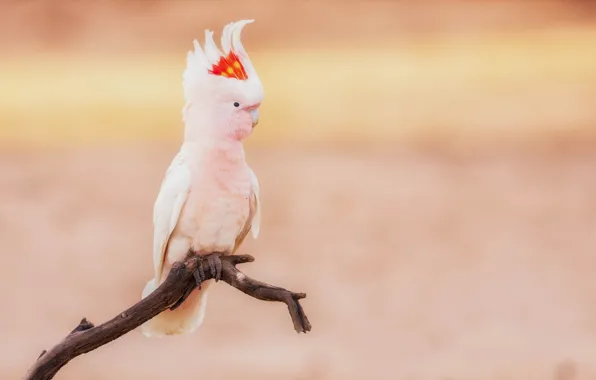 Picture background, bird, branch, parrot, Cockatoo