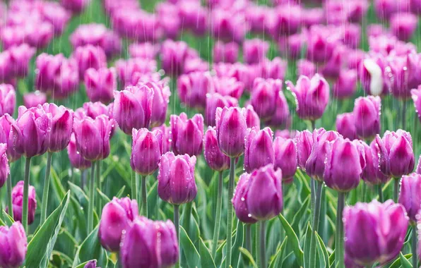 Drops, flowers, rain, glade, spring, garden, tulips, buds