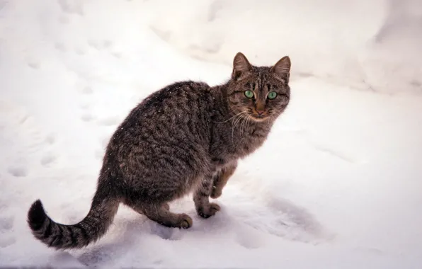 Winter, cat, eyes, cat, snow, nature, green, striped
