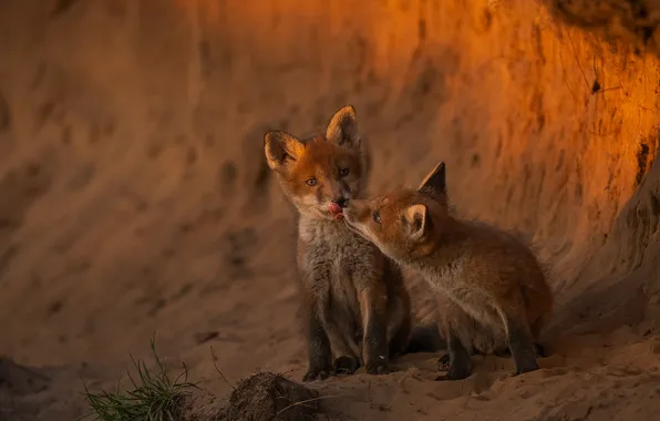 Fox, a couple, cubs, two Fox