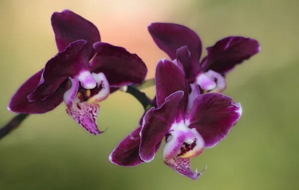 Picture sprig, Orchid, floral mood