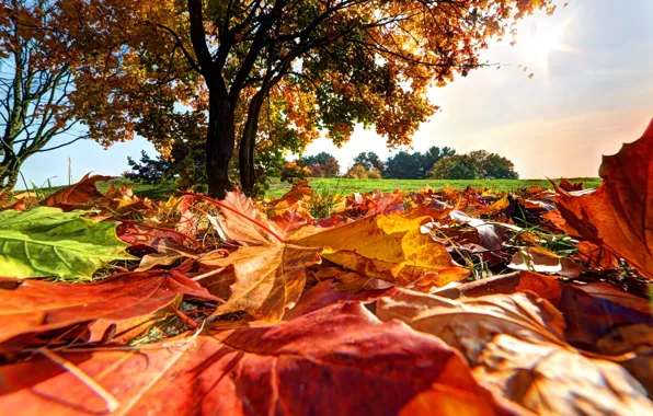 Autumn, leaves, trees, Park, forest, landscape, park, autumn