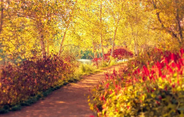 Autumn, trees, Park, track, birch, path, the bushes