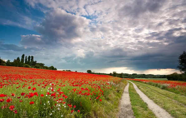 Field, summer, the sky, flowers, nature, view, Maki, dal