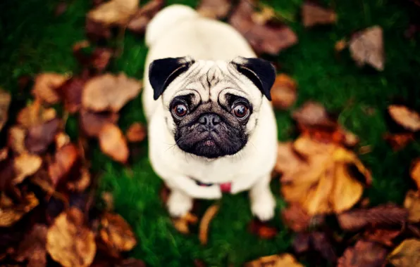 Picture background, dog, pug