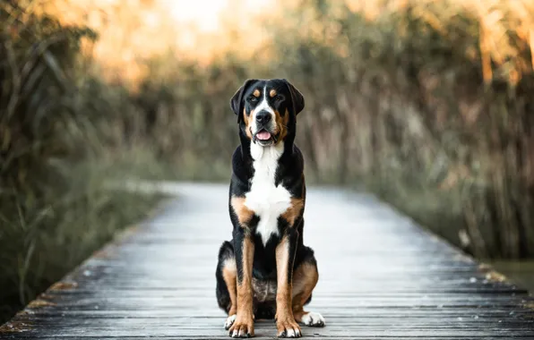Look, nature, shore, dog, sitting, the bridge, pond, Bernese mountain dog