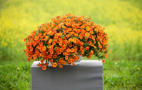 Picture greens, grass, flowers, orange, background, vase, bokeh, Petunia