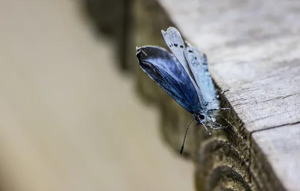Macro, butterfly, Board