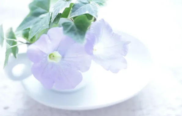 Leaves, flowers, Cup, saucer, Petunia
