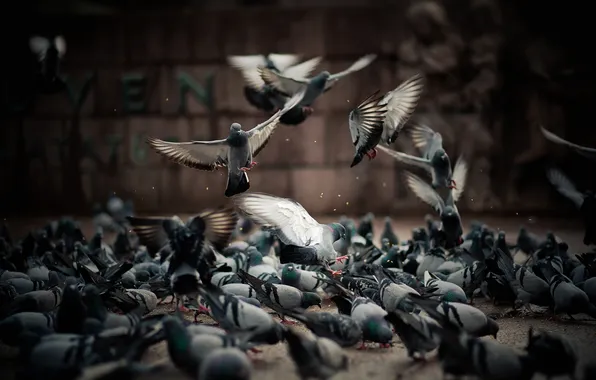 Flight, birds, street, pigeons, grey, food