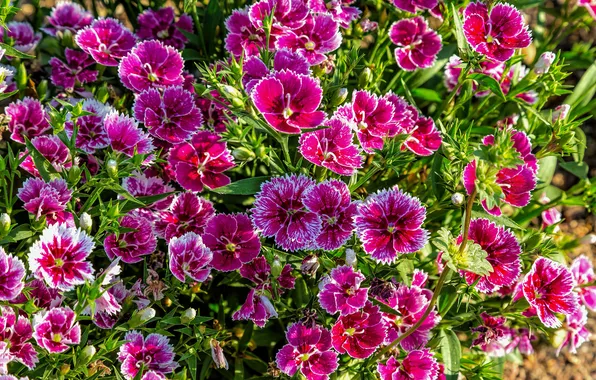 Picture paint, petals, flowerbed, Chinese carnation