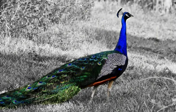 Grass, tail, peacock, tail