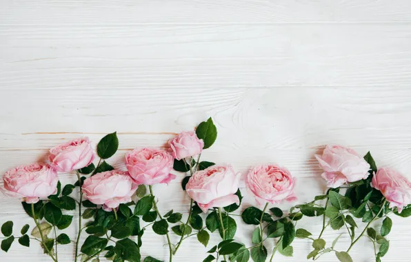 Picture white, background, roses