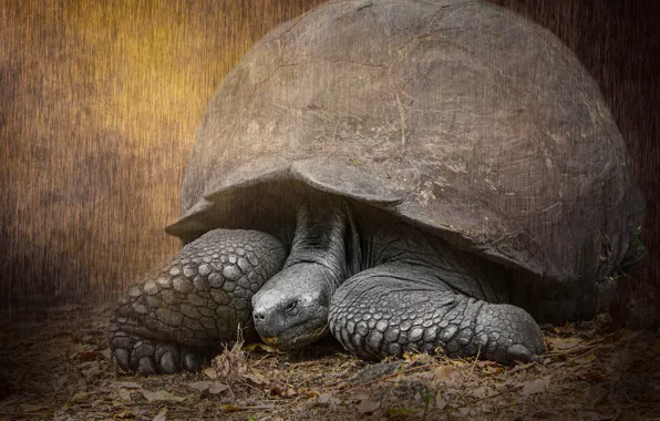 Turtle, large, shell